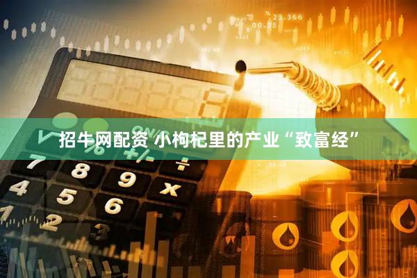招牛网配资 小枸杞里的产业“致富经”